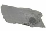 Upper Cambrain Trilobite (Labiostria) - British Columbia #212620-1